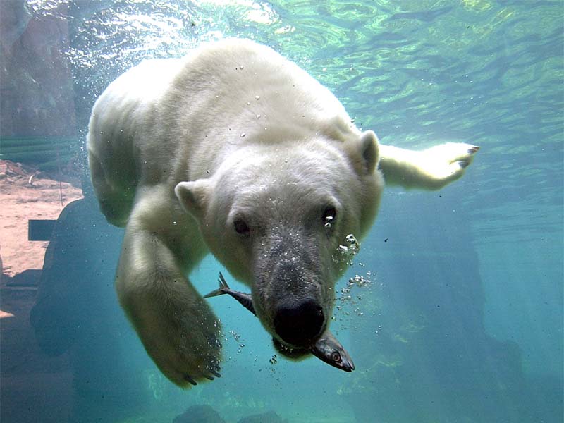 Eisbär Zoo am Meer Bremerhaven